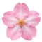flor