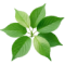planta-testi